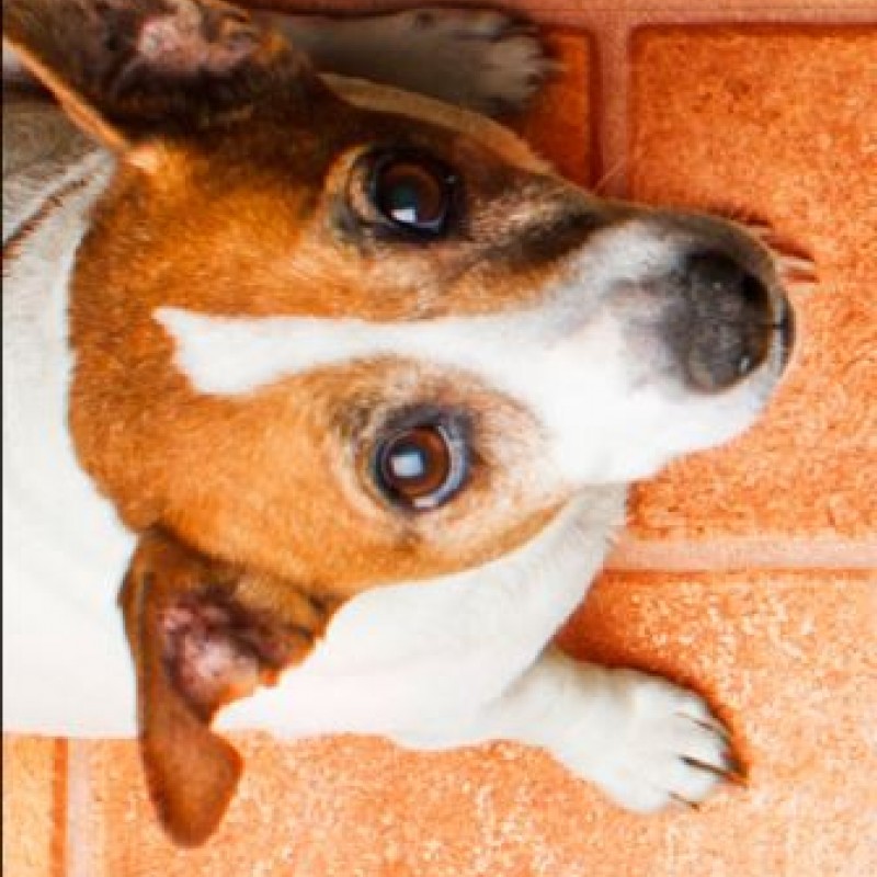 Ultraschalluntersuchung auf ektopischen Ureter zur Zuchtzulassung beim